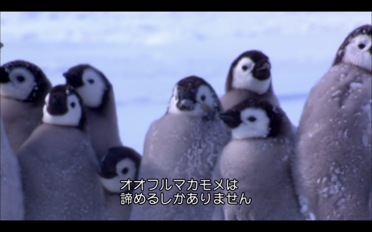彡 ﾟ ﾟ おっペンギンのヒナやんけ 襲ったろ 敵 ｼｭﾊﾞﾊﾞﾊﾞ 走り寄ってくる音 ガバガバ歴史速報