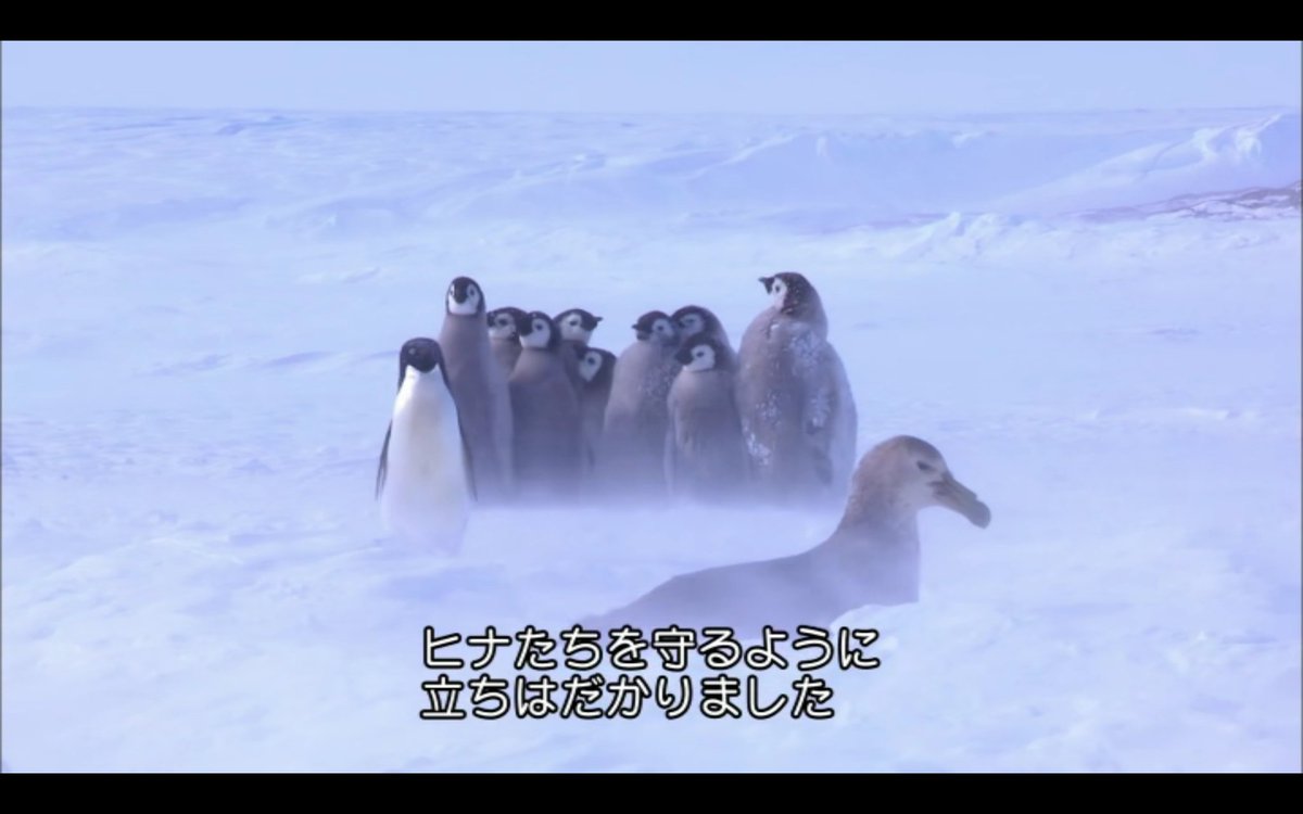 彡 ﾟ ﾟ おっペンギンのヒナやんけ 襲ったろ 敵 ｼｭﾊﾞﾊﾞﾊﾞ 走り寄ってくる音 ガバガバ歴史速報