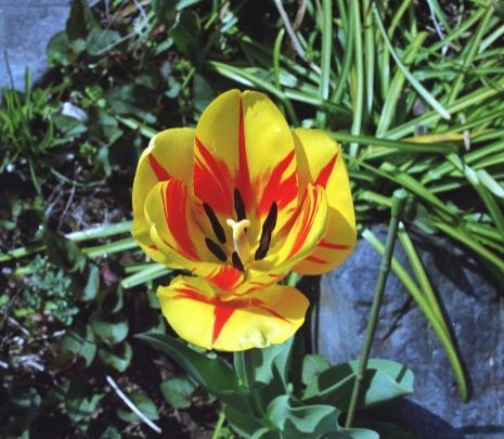 GokuRakuAn:Tiger Tulip