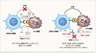 img_inhibitor02