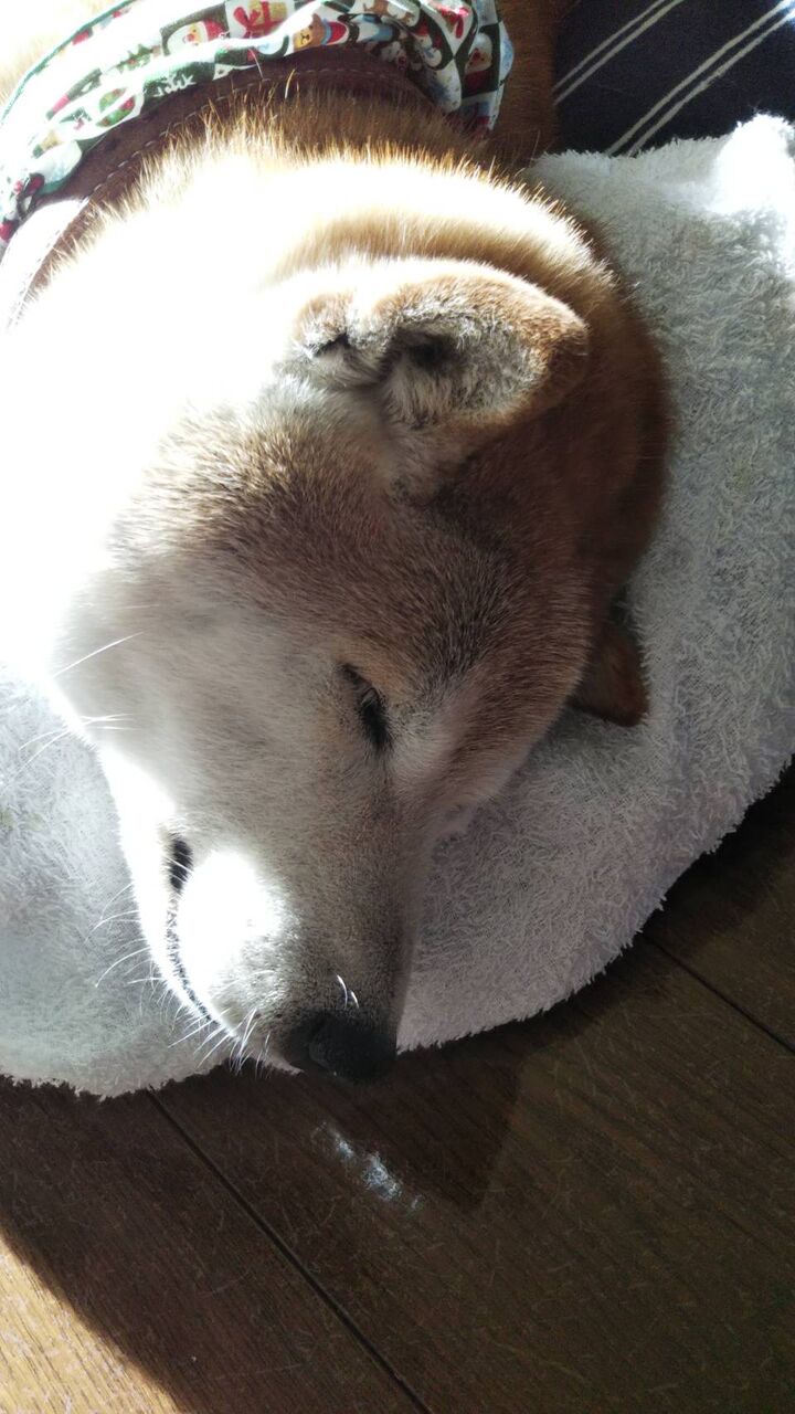 ゲンゲン四十九日 6月28日 柴犬ゲンゲンと飼い主達のドタバタ日記 ゲンゲン四十九日 6月28日 柴犬ゲンゲンと飼い主達のドタバタ日記