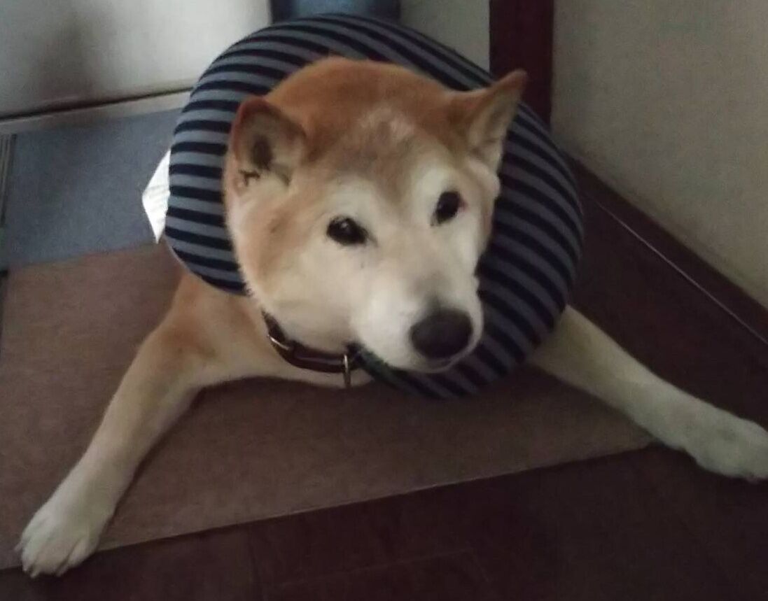 ゲンゲン四十九日 6月28日 柴犬ゲンゲンと飼い主達のドタバタ日記 ゲンゲン四十九日 6月28日 柴犬ゲンゲンと飼い主達のドタバタ日記