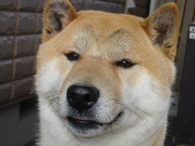 何処へ 柴犬ゲンゲンと飼い主達のドタバタ日記