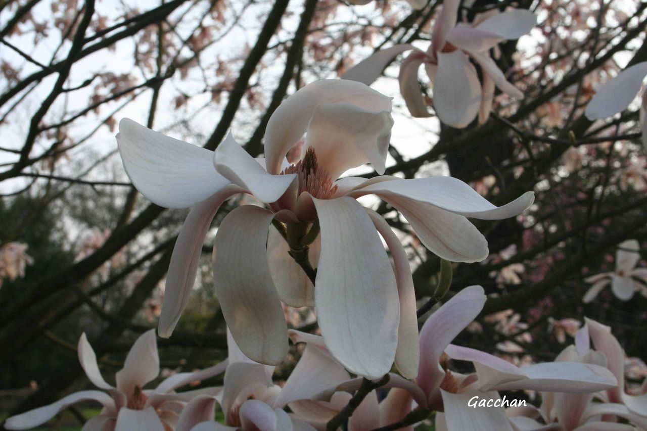モクレンとコブシ 初春のkew Gardens5 雲を眺めながら Gacchanのロンドン日記