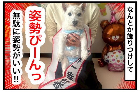 🐶ちーちゃん17才おめでとうですけどもっ🍰 : ちーちゃんっ🐾
