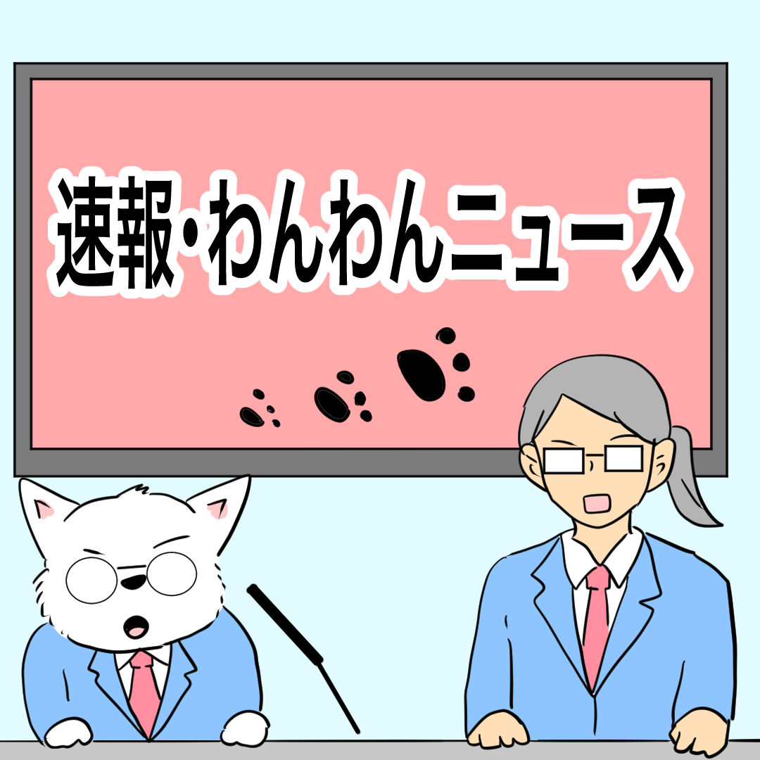 🐶速報!!わんわんニュース‼️ : ちーちゃんっ🐾