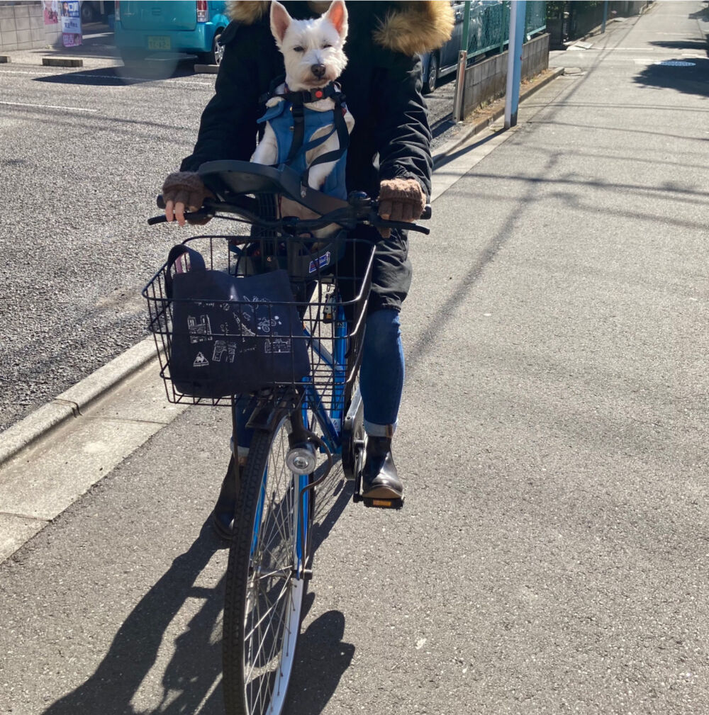 ちーちゃんを自転車に乗せる為に : ちーちゃんっ🐾