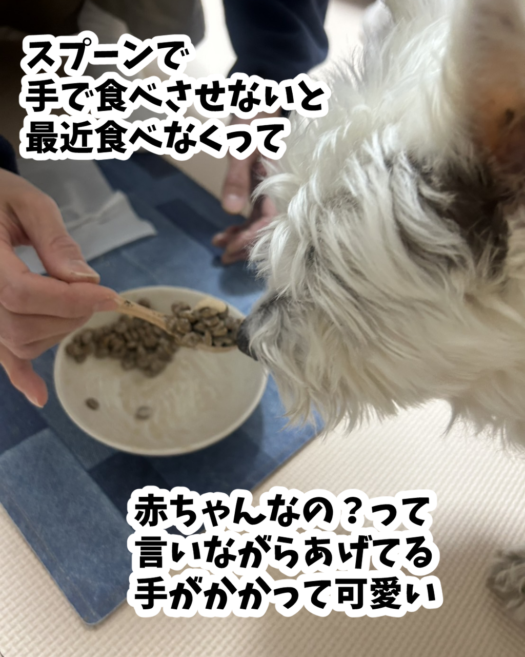 シニア犬の腎臓ケアまとめ｜食べムラがあるときに我が家で工夫している 