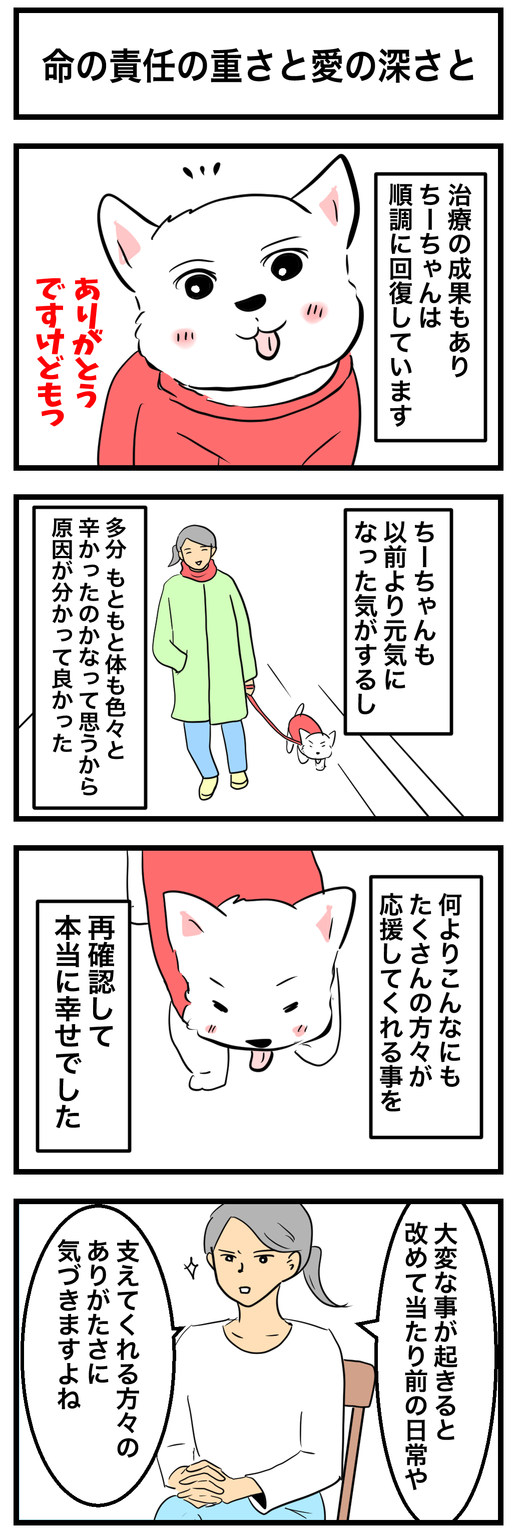 🐶 【今年最後のご挨拶】ちーちゃんと過ごした一年、そしてシニア犬と