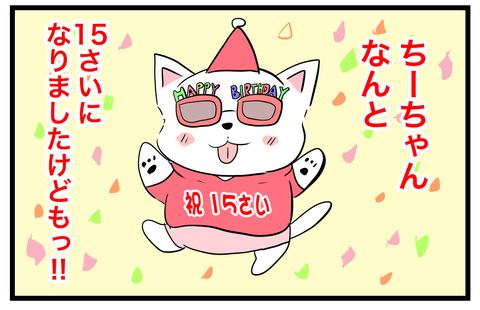🐶㊗️ちーちゃん15歳になりましたけどもっ❣️🥳 : ちーちゃんっ🐾