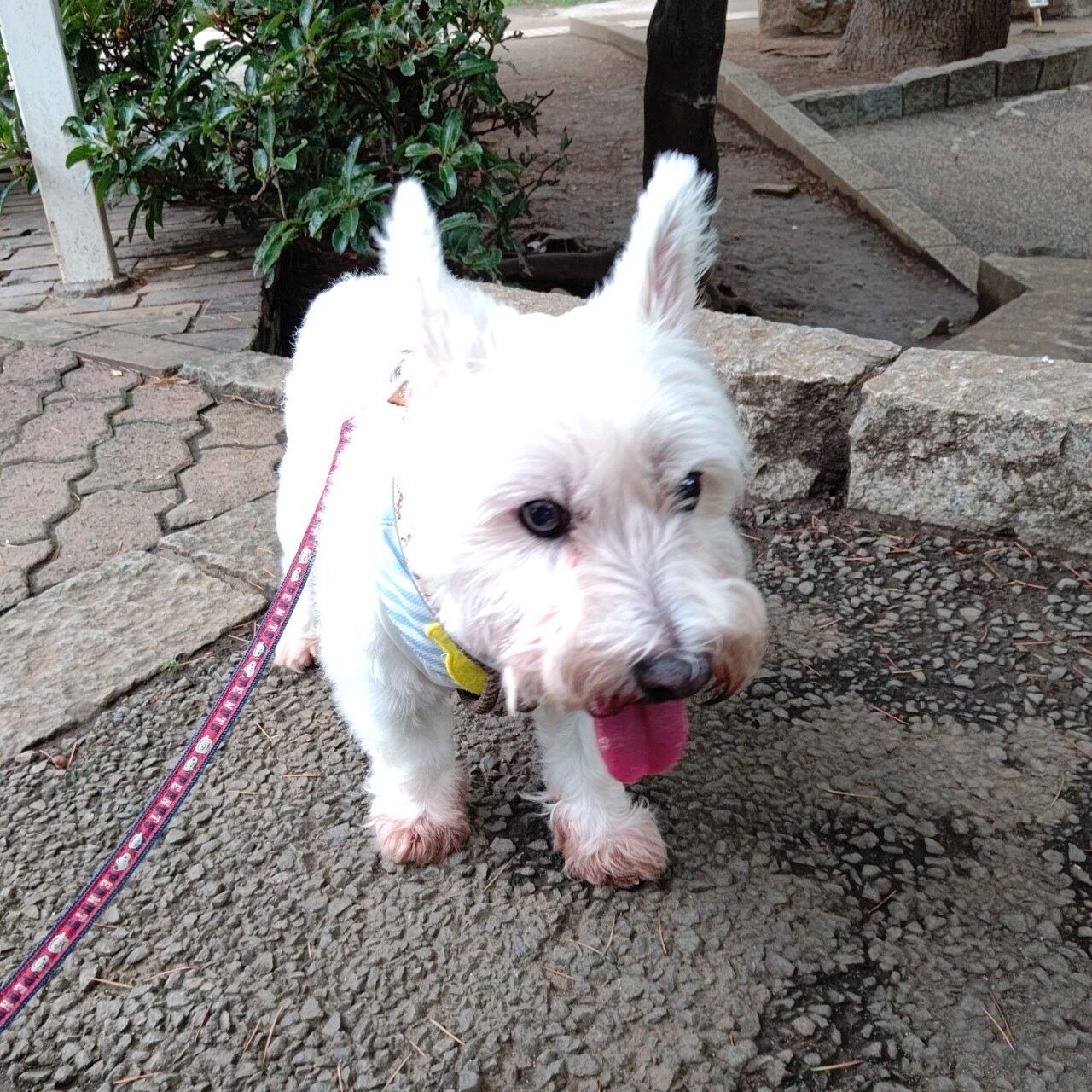 人間も犬も苦手なもの ちーちゃんっ