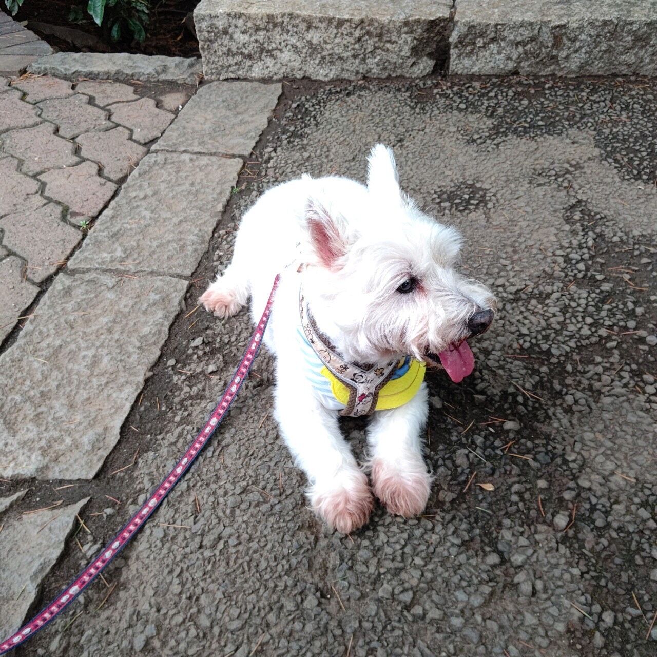 人間も犬も苦手なもの ちーちゃんっ