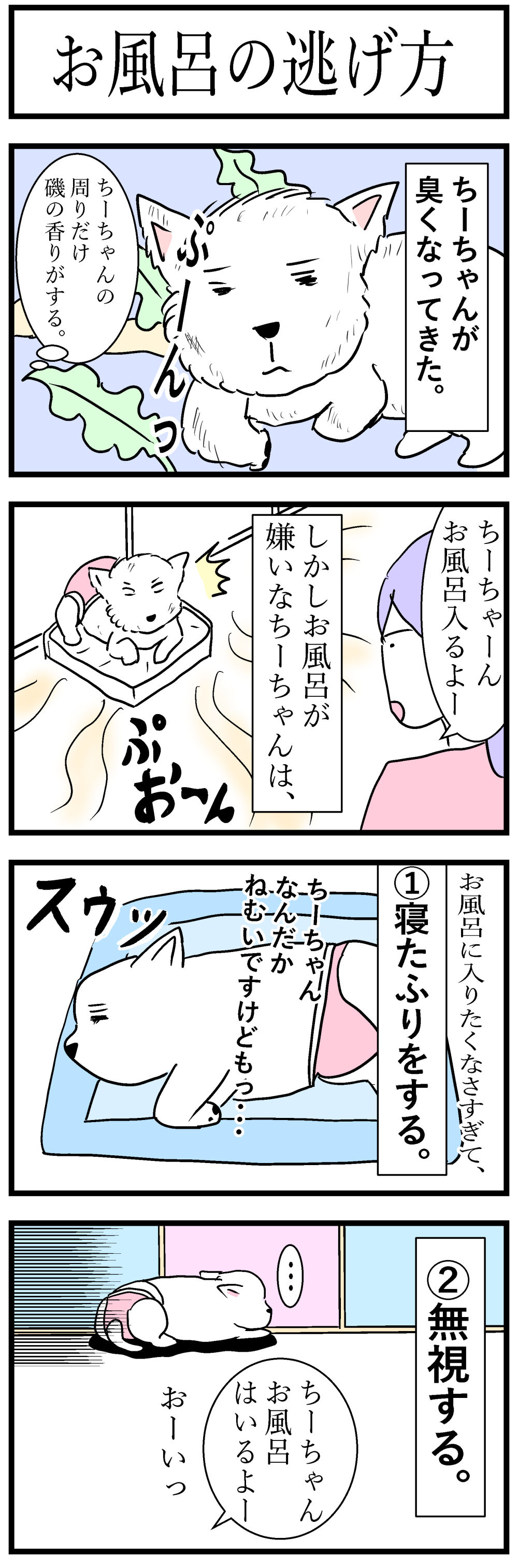 お風呂に入りたくない犬vs飼い主 ちーちゃんっ