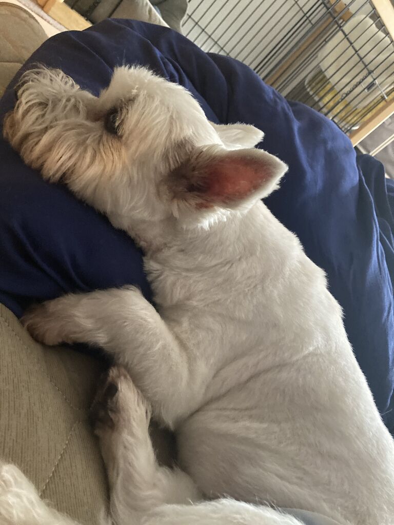 犬がくっついてくる時ほど嬉しい瞬間はない ちーちゃんっ