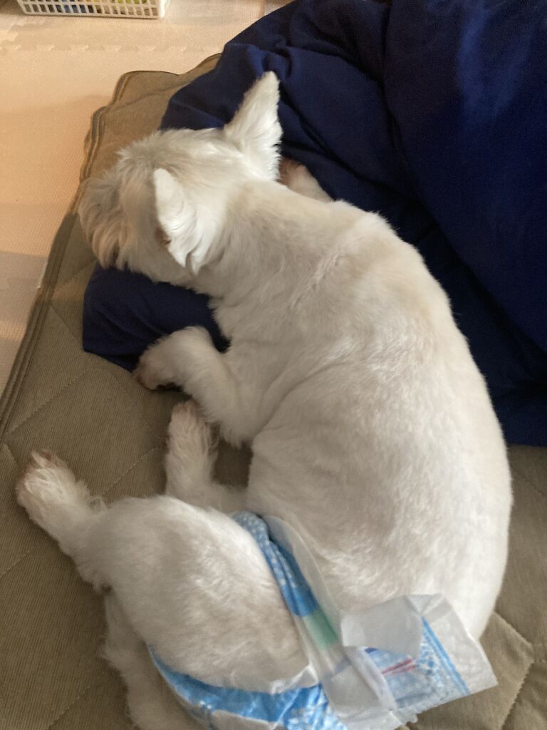 犬がくっついてくる時ほど嬉しい瞬間はない ちーちゃんっ