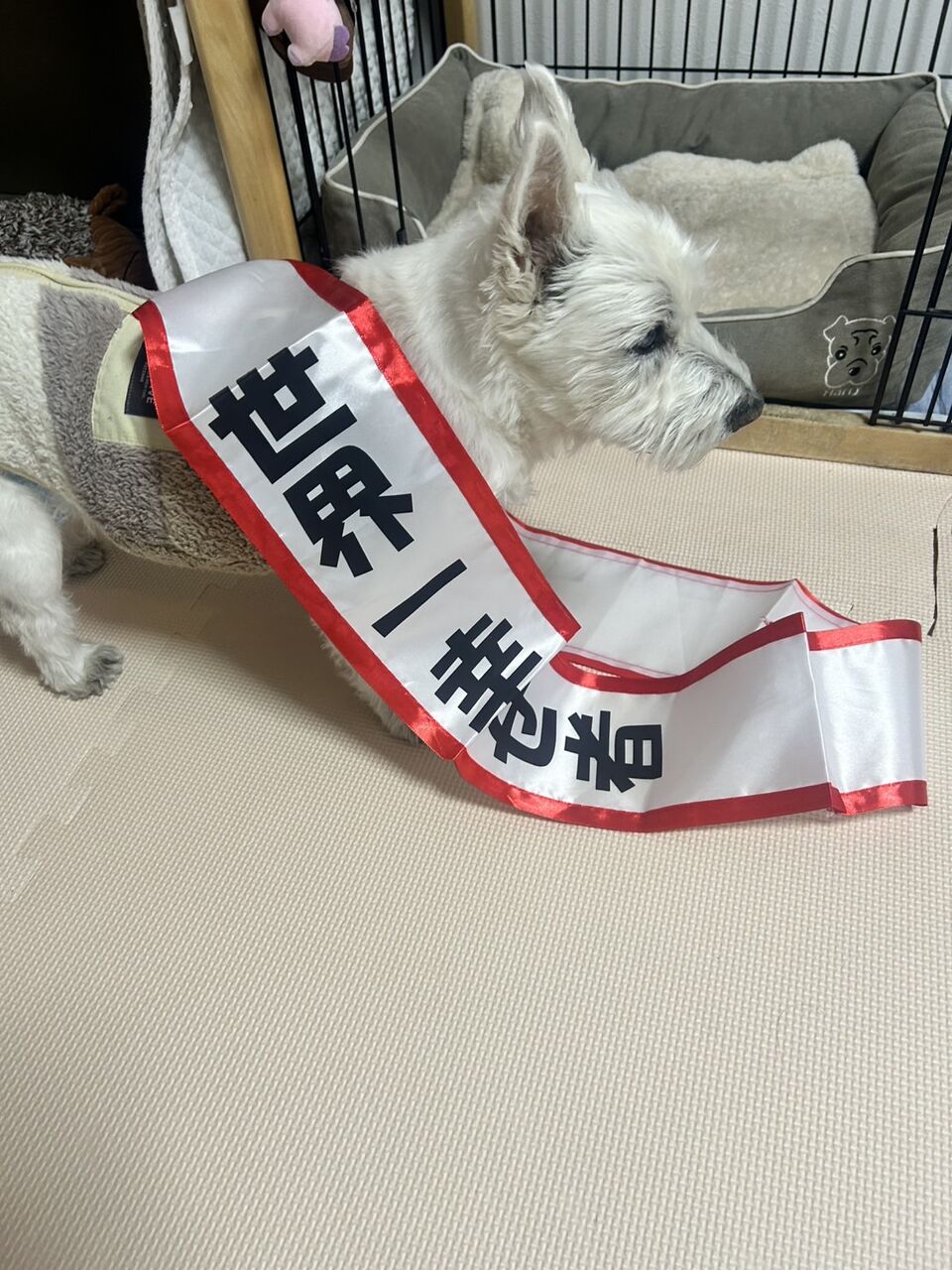 🐶ちーちゃん17才おめでとうですけどもっ🍰 : ちーちゃんっ🐾