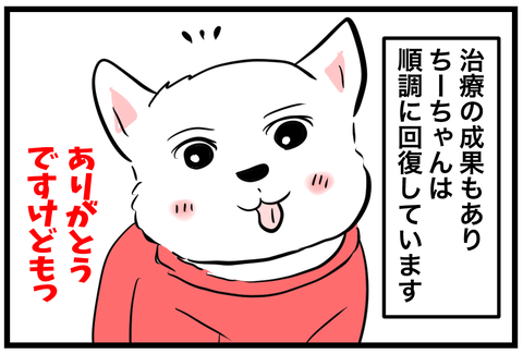 🐶 【今年最後のご挨拶】ちーちゃんと過ごした一年、そしてシニア犬と