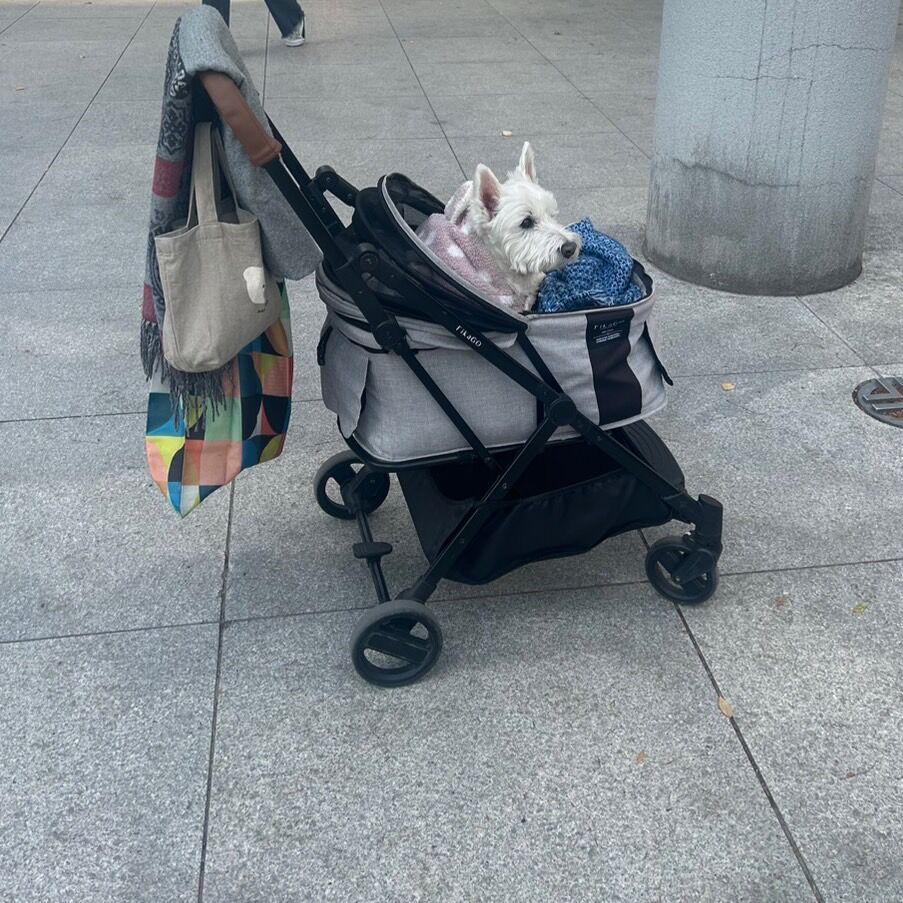 🐶ちーちゃん16歳になりましたけどもっ🍰❤️ : ちーちゃんっ🐾