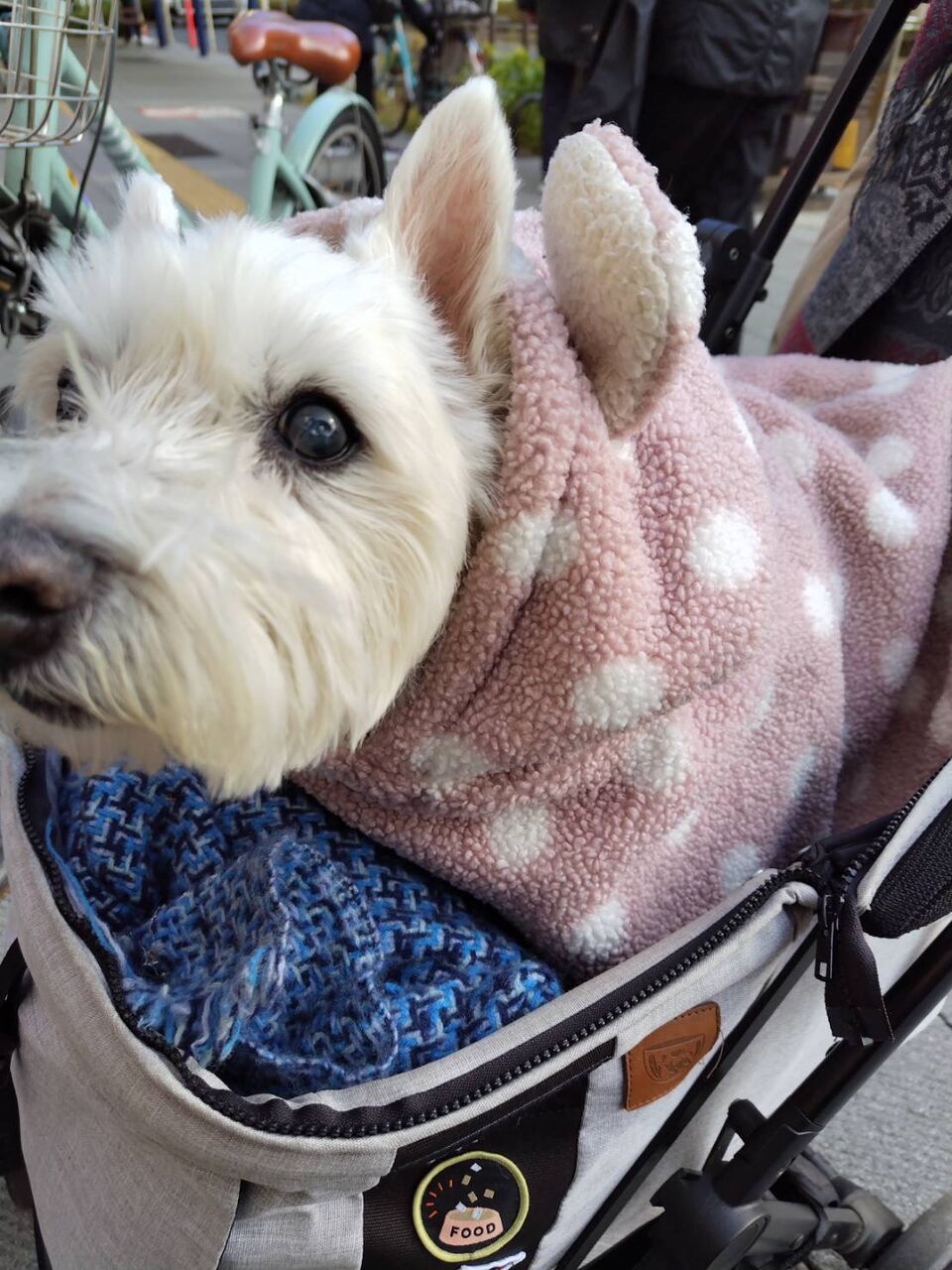 ちーちゃんです！ ちーちゃんですけどもっ第2巻発売中です❗️ (@ymc_cheezu) / Posts / X