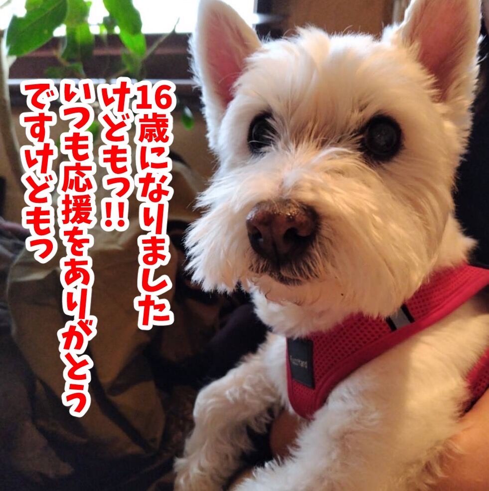 🐶ちーちゃん16歳になりましたけどもっ🍰❤️ : ちーちゃんっ🐾