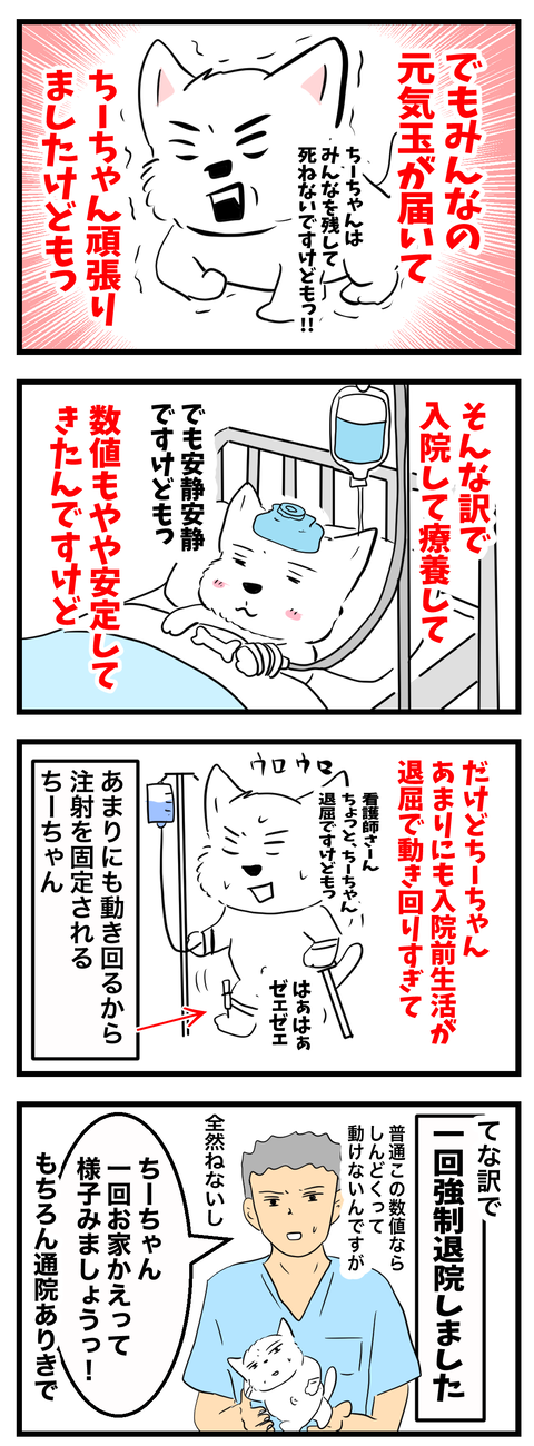 ちーちゃん900-1