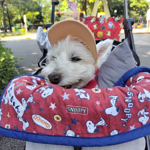 IMG_0939