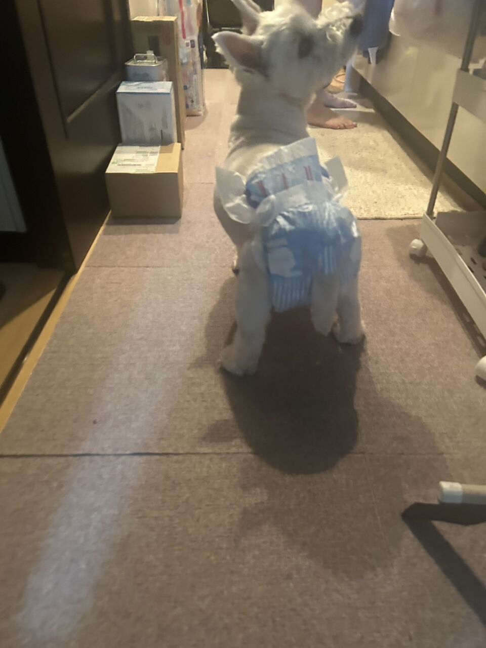 ちーちゃんです。 ちーちゃんですけどもっ【第300話】「今ある幸せ」 | わんちゃん