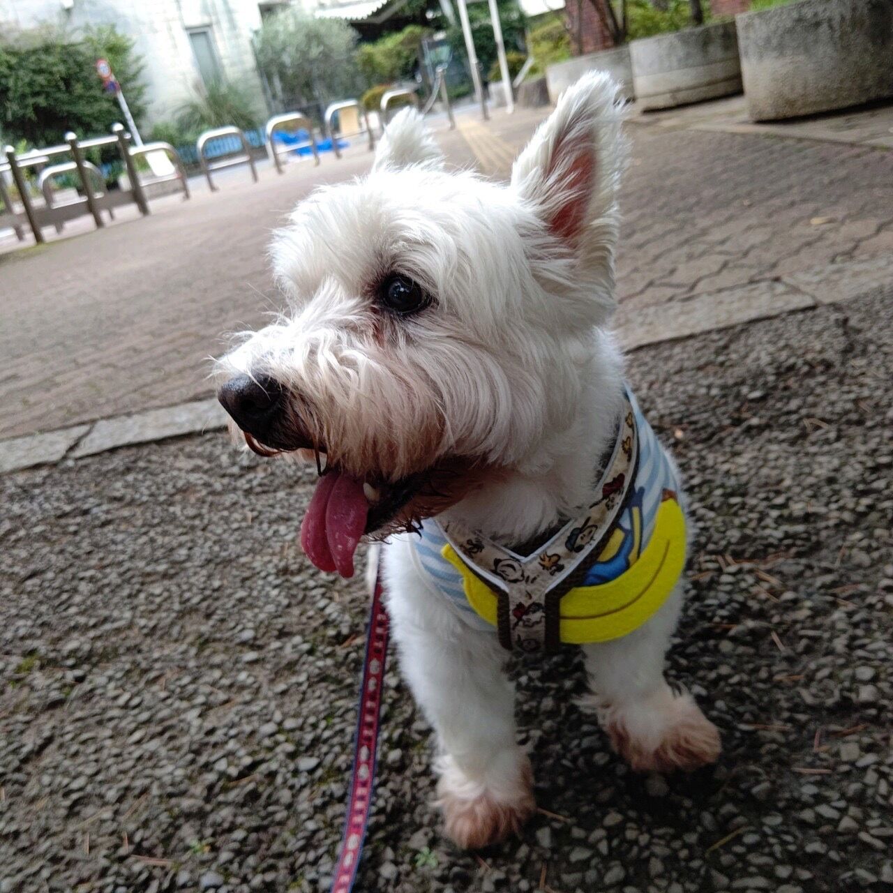 人間も犬も苦手なもの ちーちゃんっ