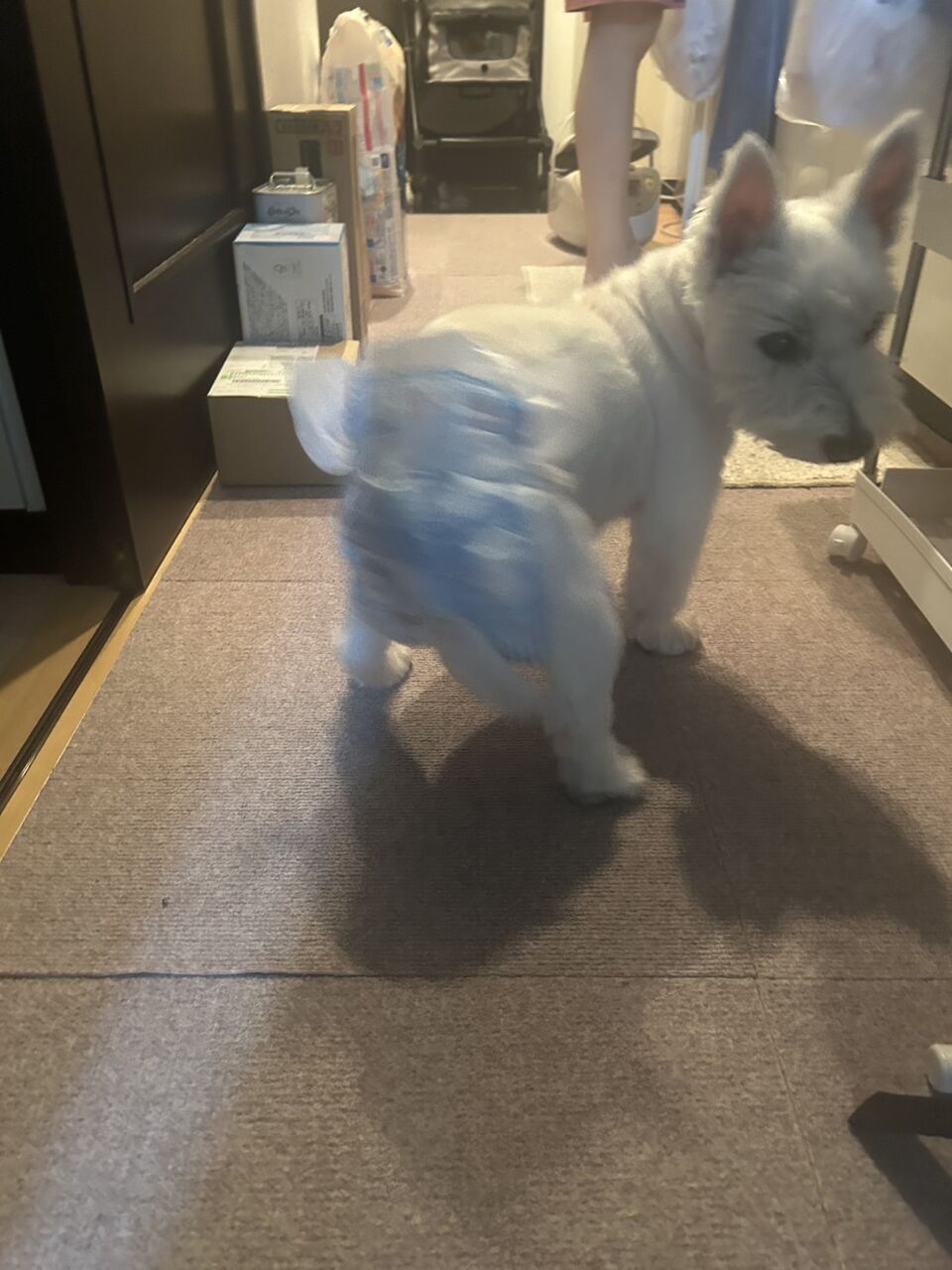 🐶ちーちゃんが反応する音🐾 : ちーちゃんっ🐾