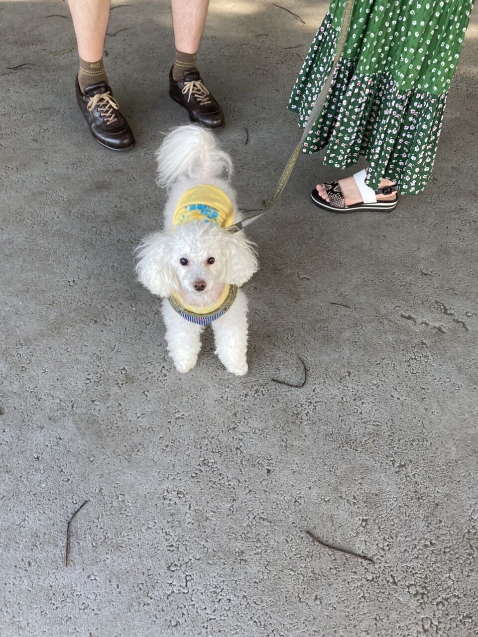 犬はやっぱり匂いとりが好き ちーちゃんっ