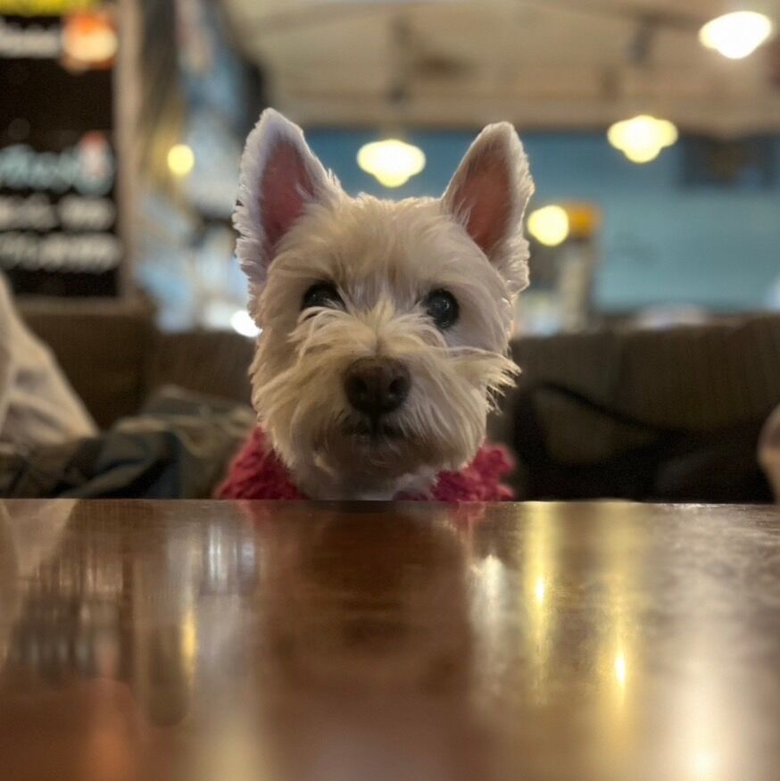 🐶㊗️ちーちゃん15歳になりましたけどもっ❣️🥳 : ちーちゃんっ🐾