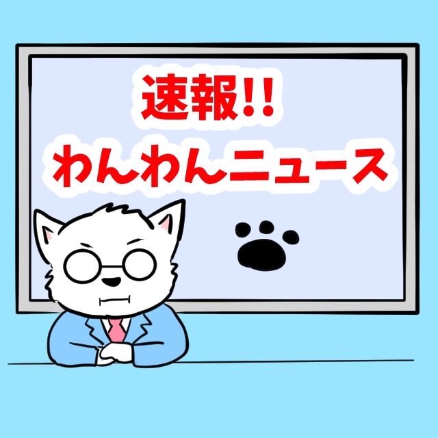 🐶お久しゅうわんわんニュース🐾 : ちーちゃんっ🐾