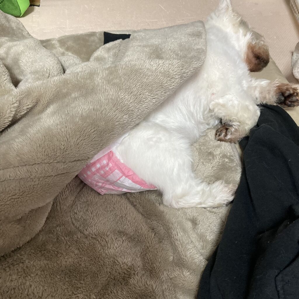 犬ってたまに寝相めちゃ悪い ちーちゃんですけどもっ第151話 ちーちゃんっ 犬ってたまに寝相めちゃ悪い ちーちゃんですけどもっ第151話 ちーちゃんっ