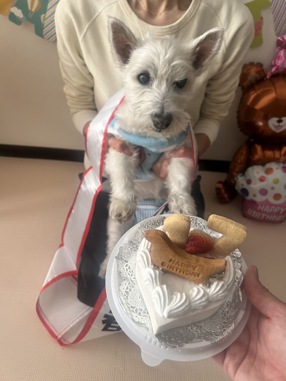 🐶ちーちゃん17才おめでとうですけどもっ🍰 : ちーちゃんっ🐾