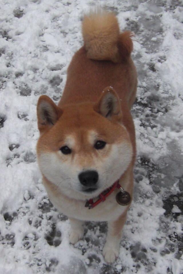 犬のコピペかお前らの飼い犬画像ください 画像ちゃんねる がちゃん 犬のコピペかお前らの飼い犬画像ください 画像ちゃんねる がちゃん