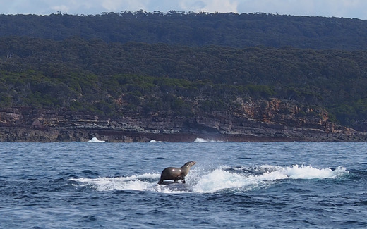 sealwhale