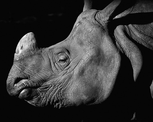 s_rhino_on_black_bw