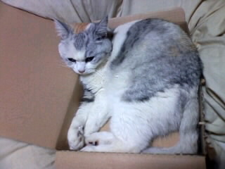 猫、熱下がらず : なな と さくら