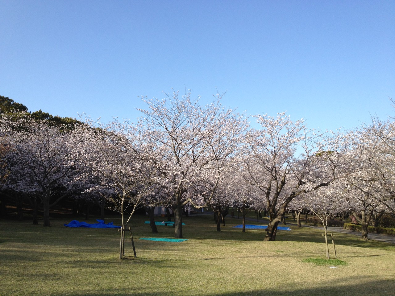 鹿児島県立吉野公園 さくらまつり Di Ction Ary 鹿児島県立吉野公園 さくらまつり Di Ction Ary