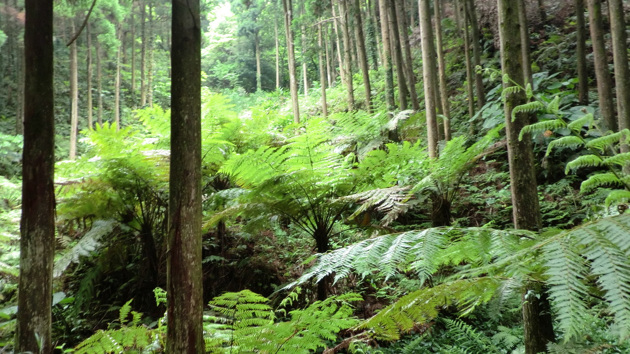 ヘゴ自生群落（種子島） : DI☆ction☆ARY