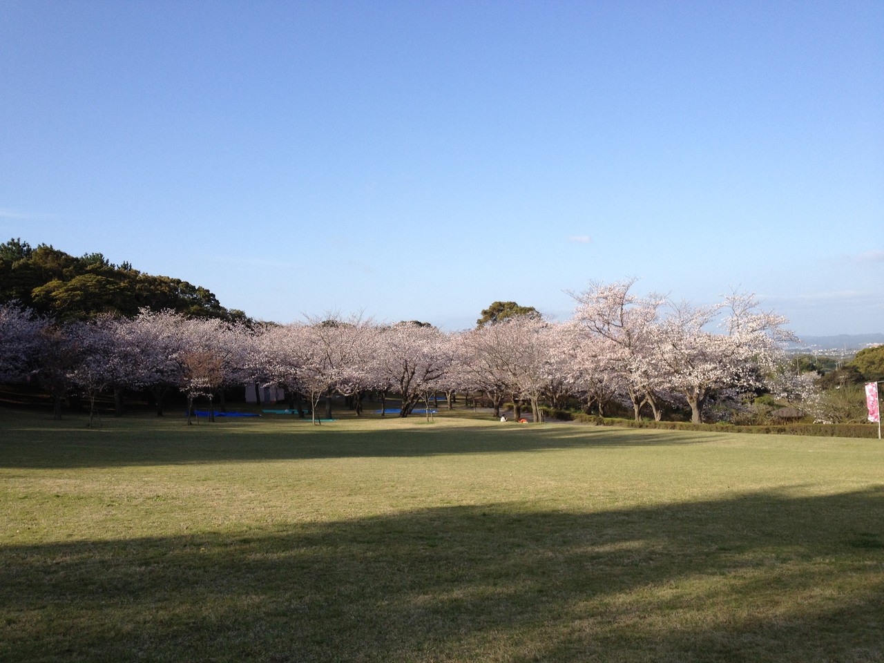 鹿児島県立吉野公園 さくらまつり Di Ction Ary
