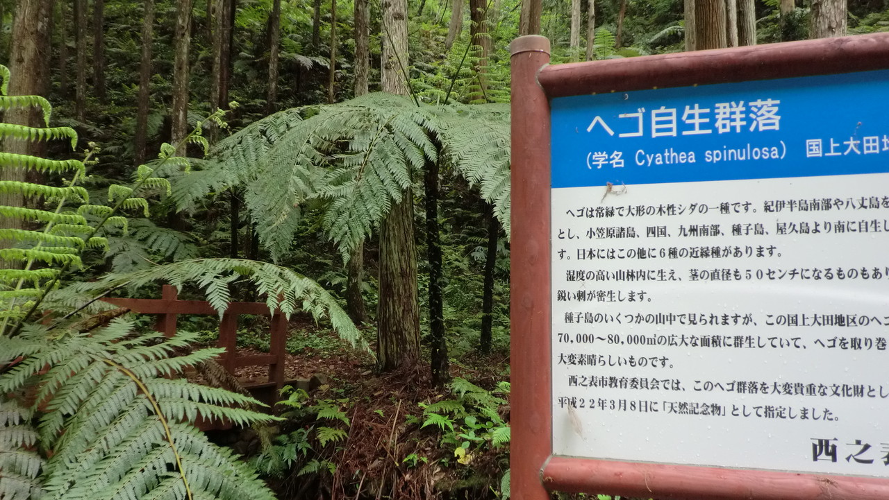 ヘゴ自生群落（種子島） : DI☆ction☆ARY