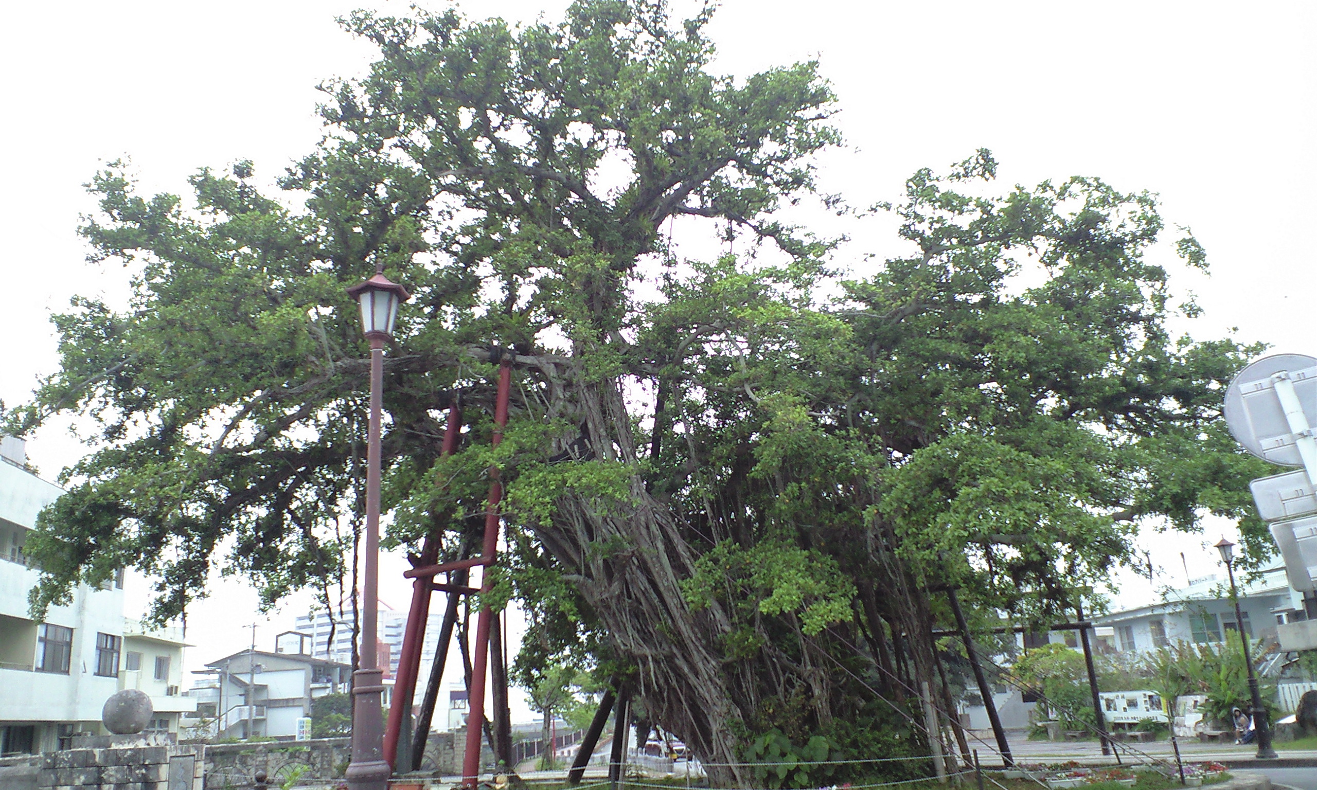 沖縄旅行 4 2 4 ヒンプンガジュマル Di Ction Ary