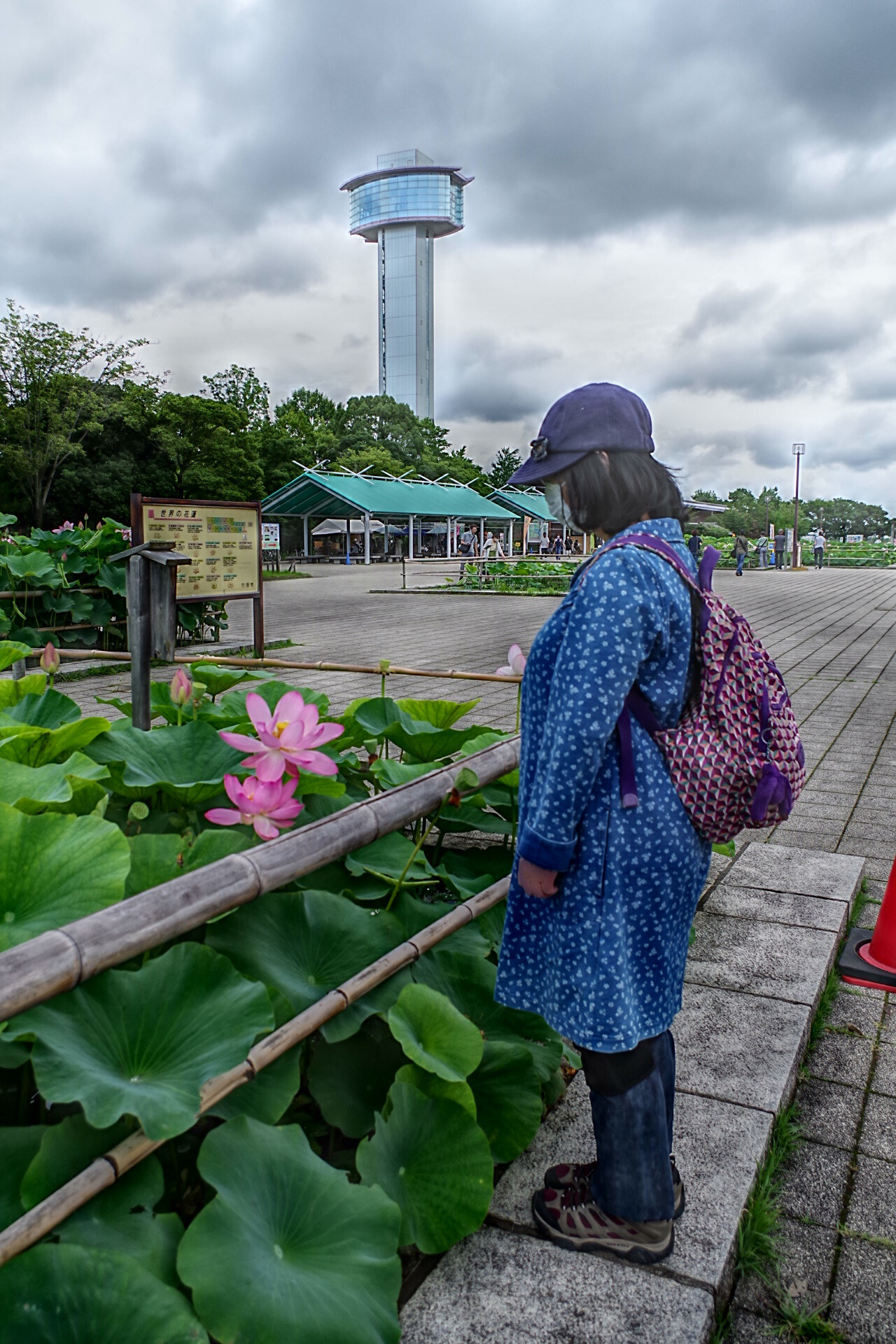 古代蓮の里 埼玉県行田市 ヘッポコが たんの記録簿 古代蓮の里 埼玉県行田市 ヘッポコが たんの記録簿