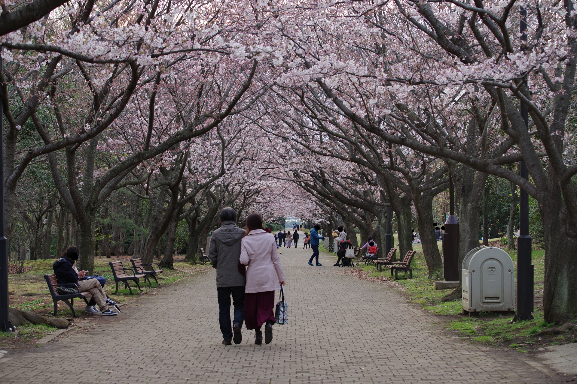 葛西臨海公園 初桜 ヘッポコが たんの記録簿