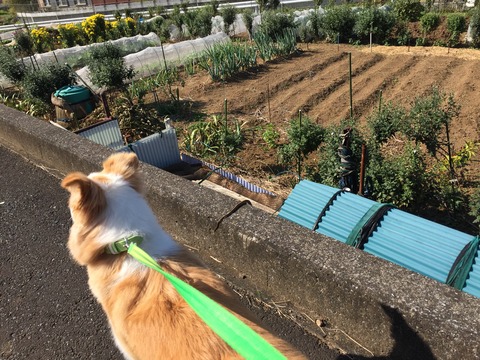 ニョロニョロ～①