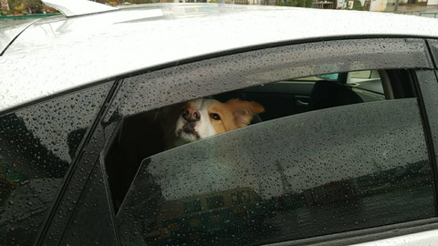 雨だから中で待つよ！