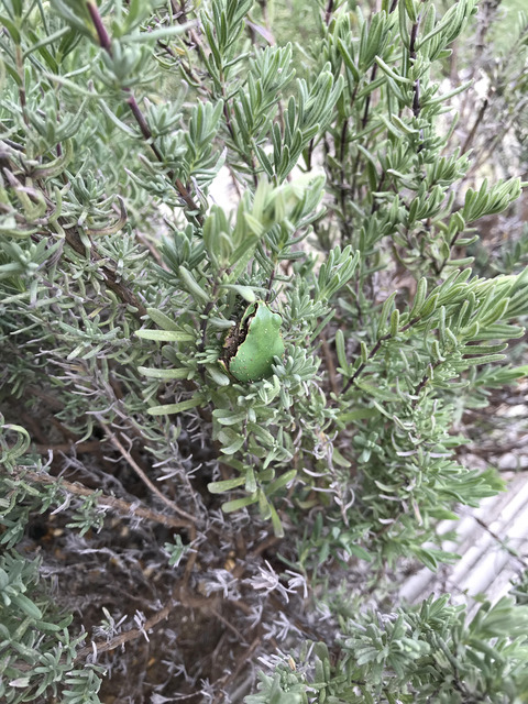 あまがえる第１号