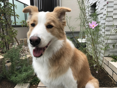 ガイとコスモス