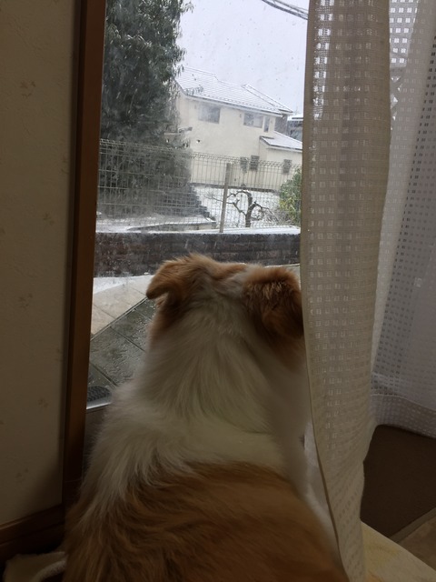 11月の積雪①